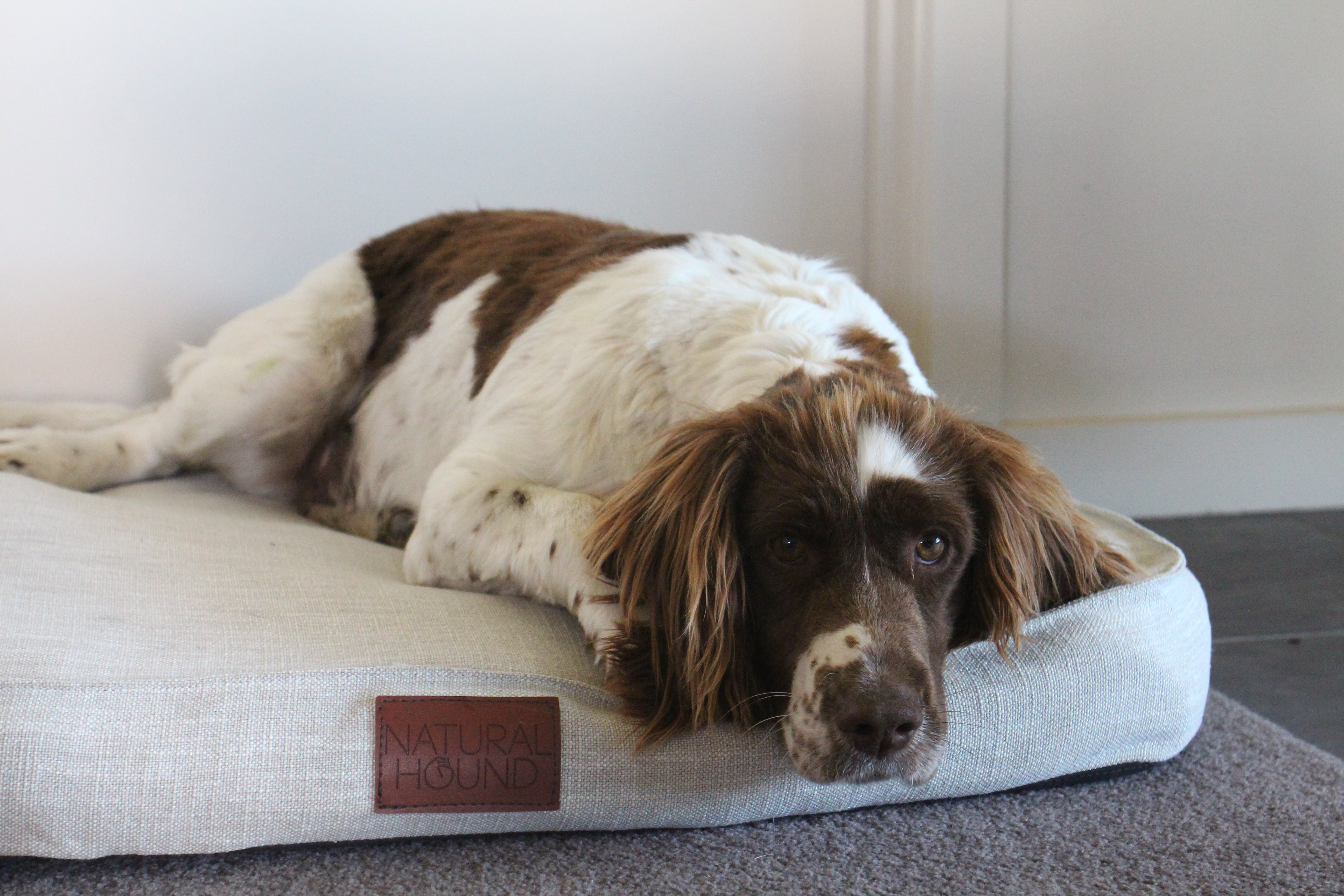 How to Choose the Perfect Dog Bed to Match Your Home Decor