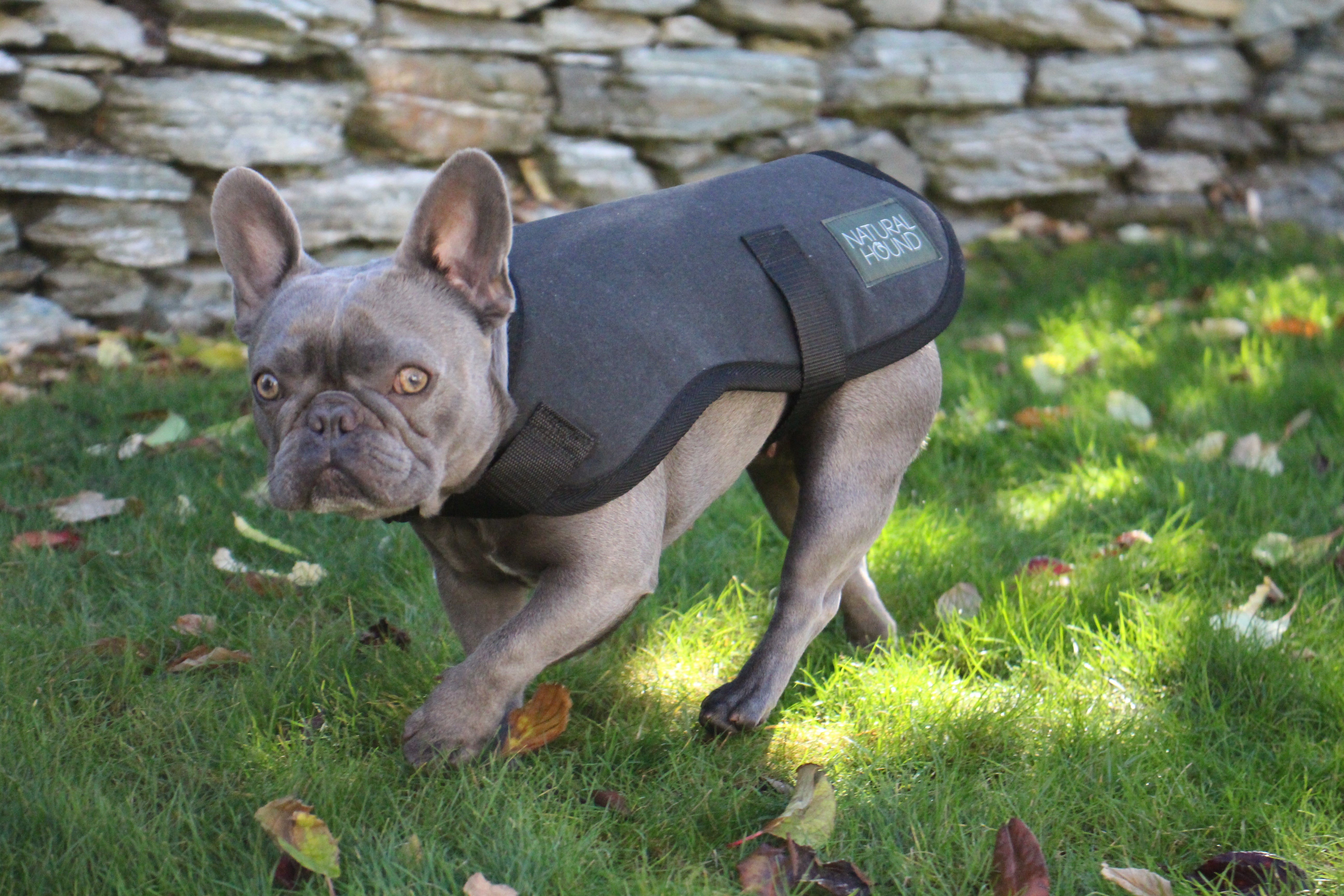 Eco-Friendly Dog Beds: A Step Towards Sustainable Pet Ownership