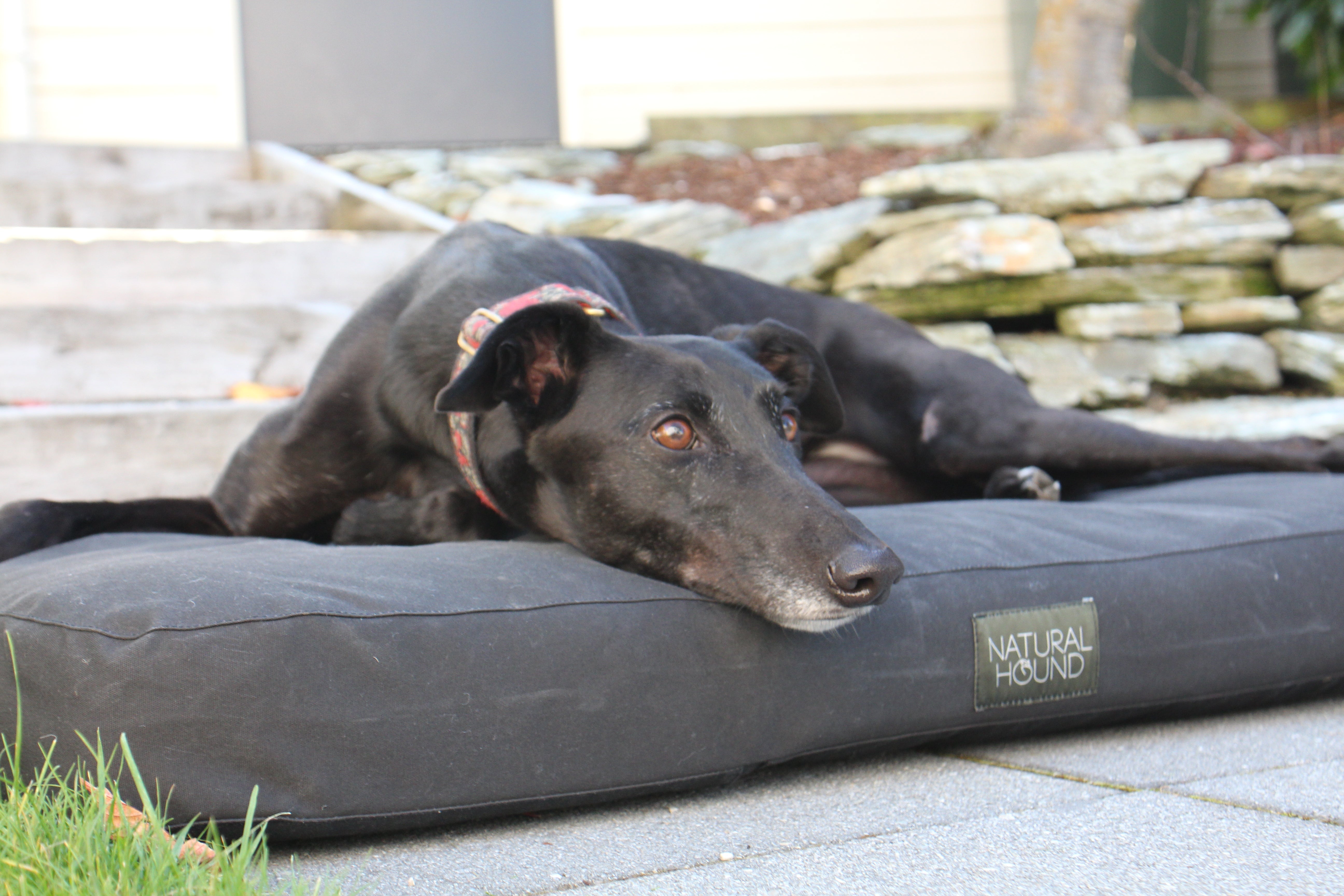 Why Your Dog's Bed is a Statement of Your Lifestyle