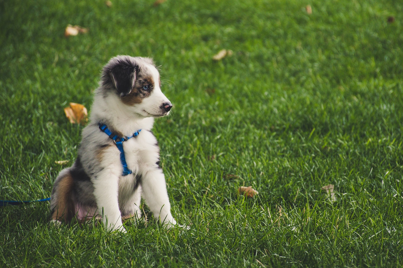The Importance of Playtime for Dogs: How to Keep Your Pup Happy and Healthy