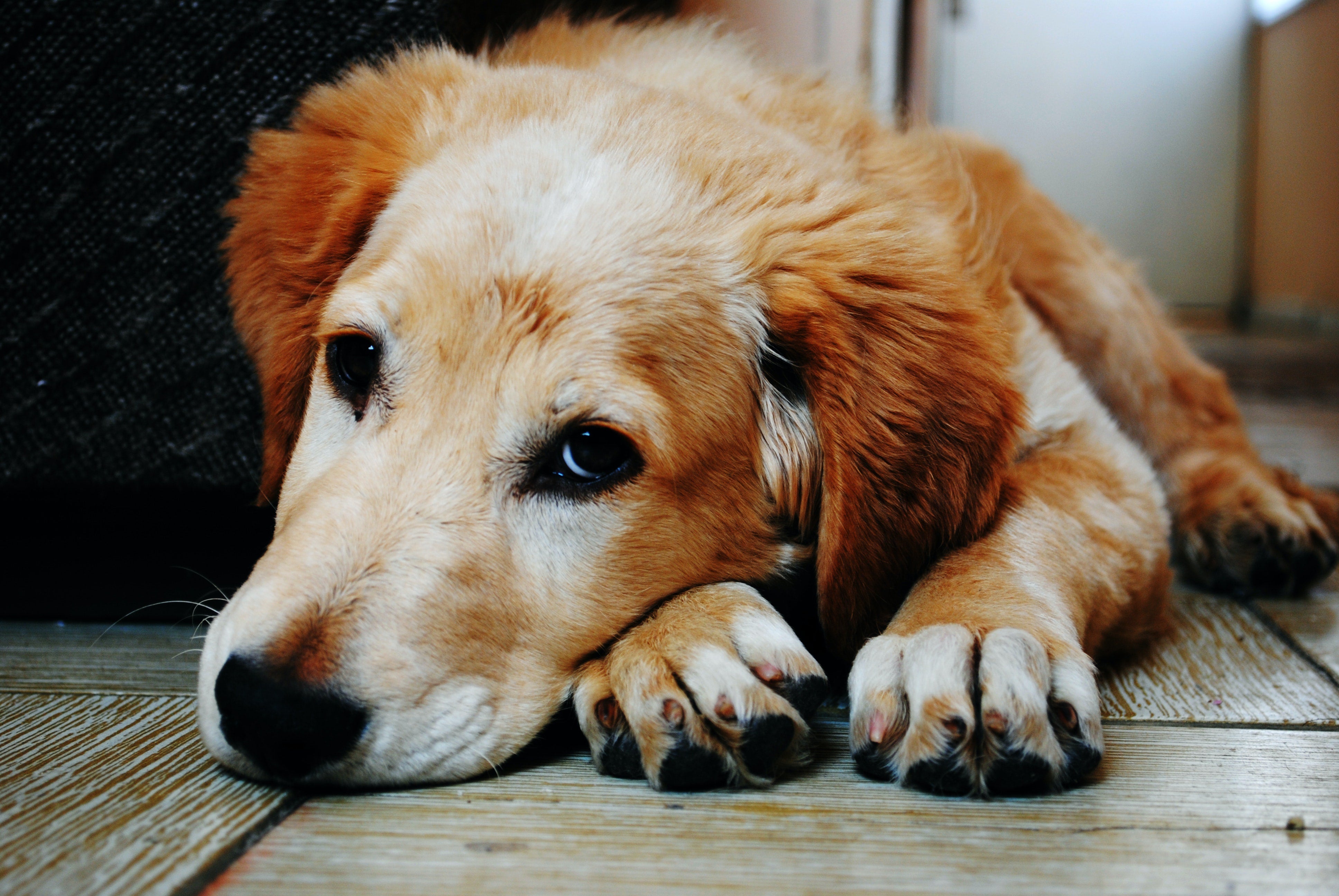 When is dog diarrhoea an emergency?