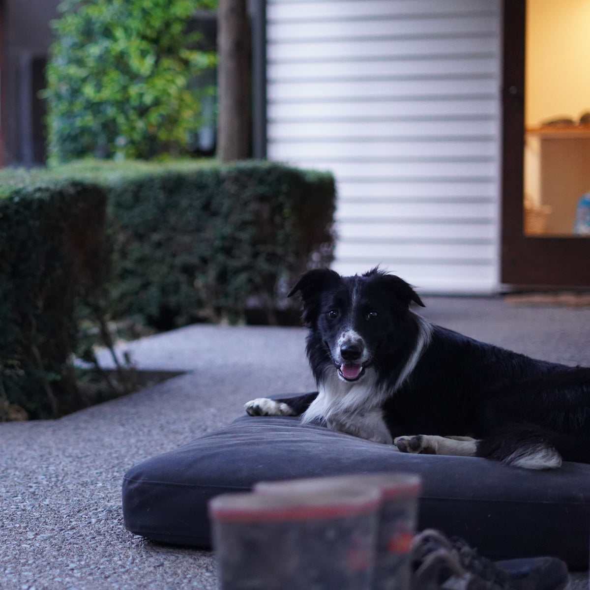 Custom Size Dog Bed – Until 30 October