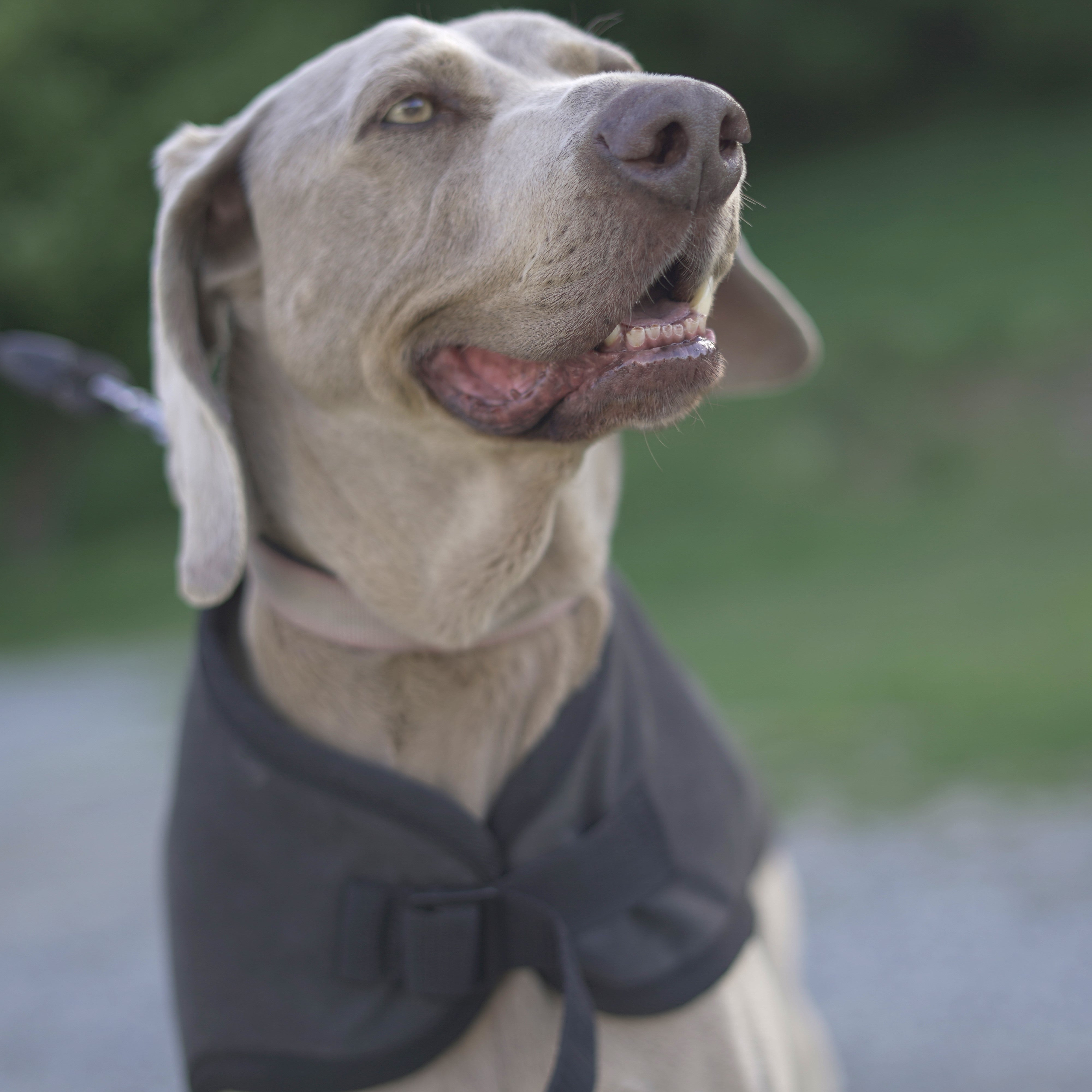 Waterproof Canvas Shell Dog Coat