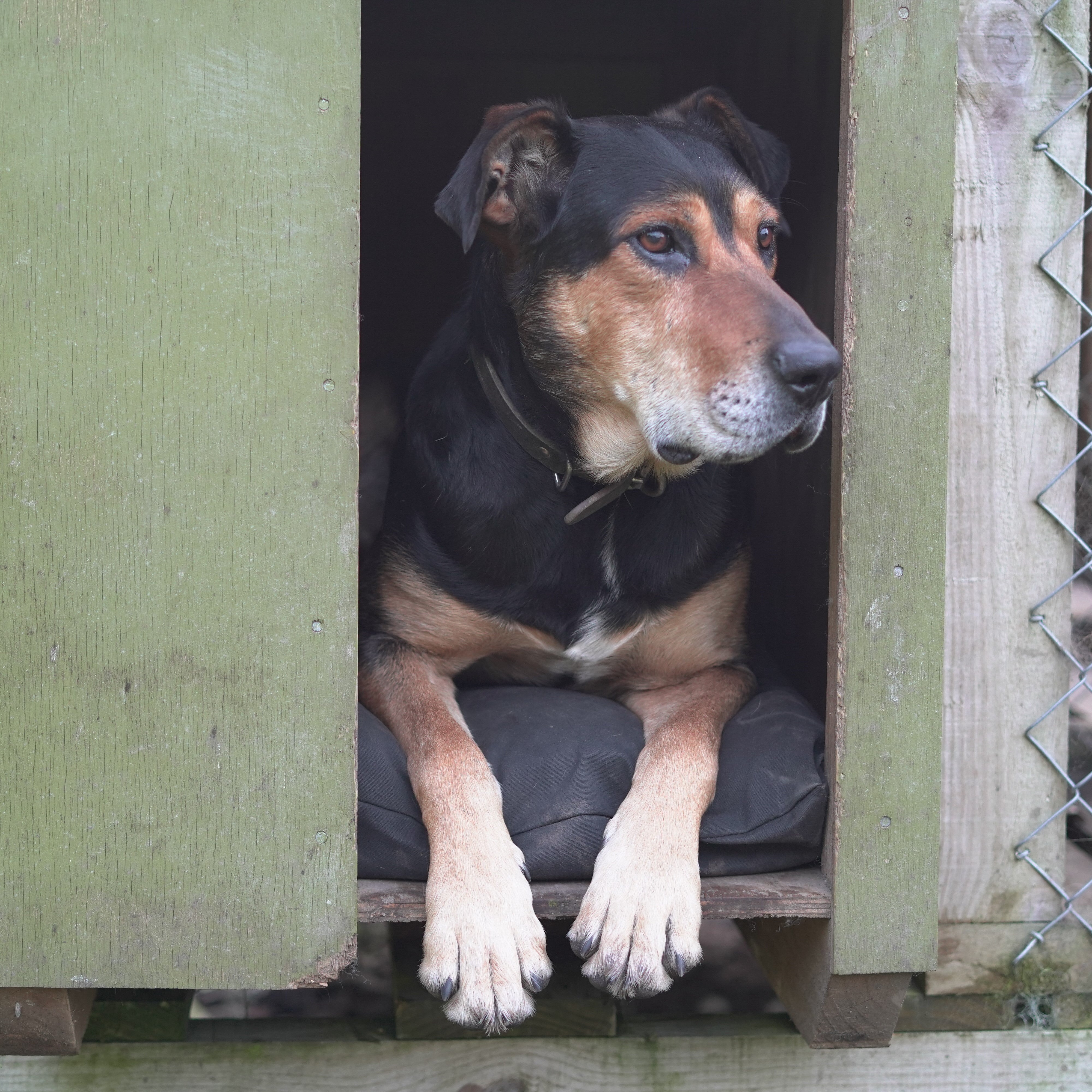 Canvas Kennel Dog Bed