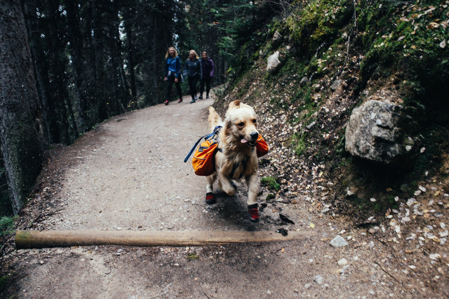 Hikes around NZ you can take your dog