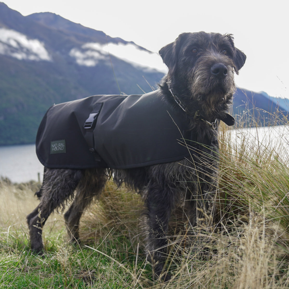 Dog Coat
