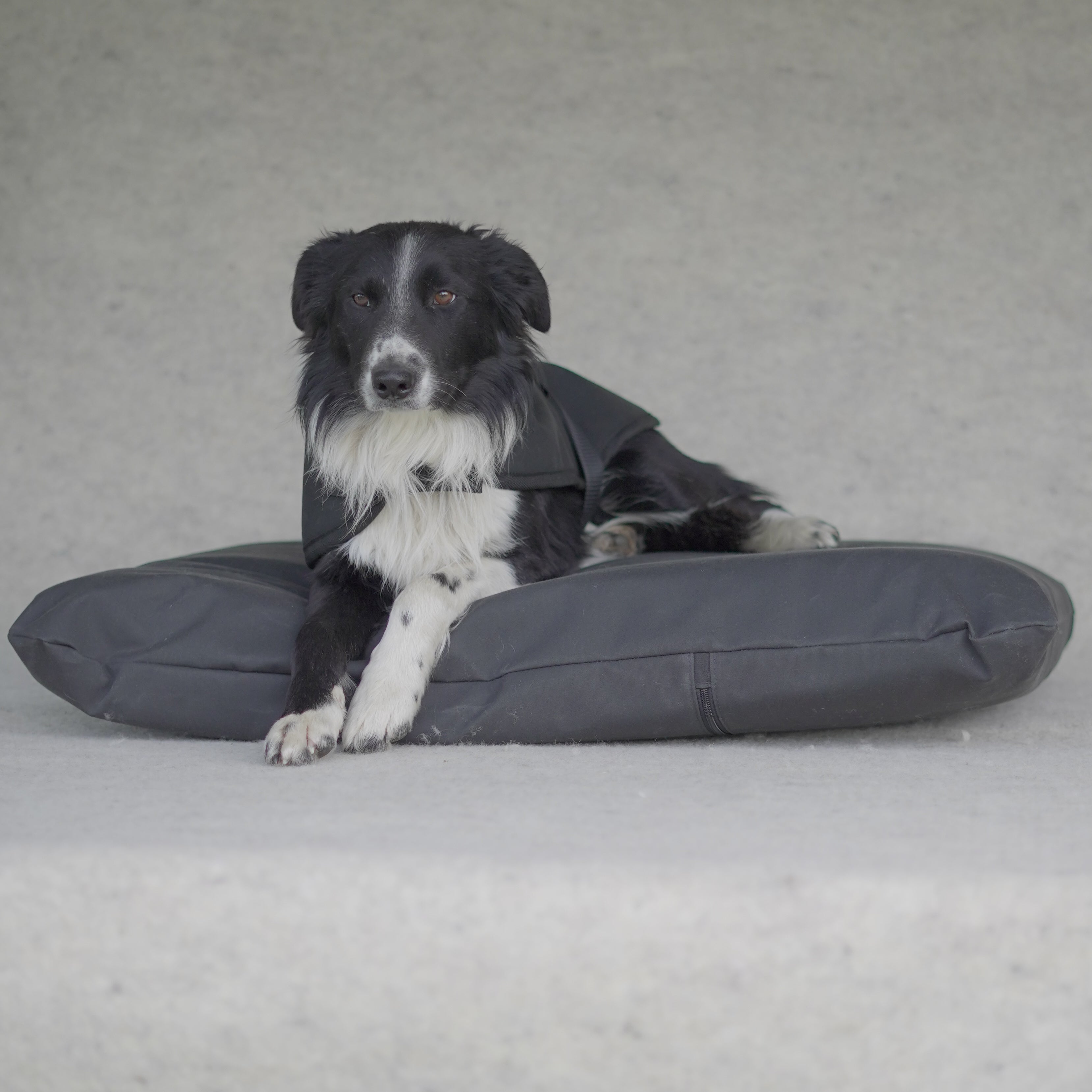 Canvas Kennel Dog Bed