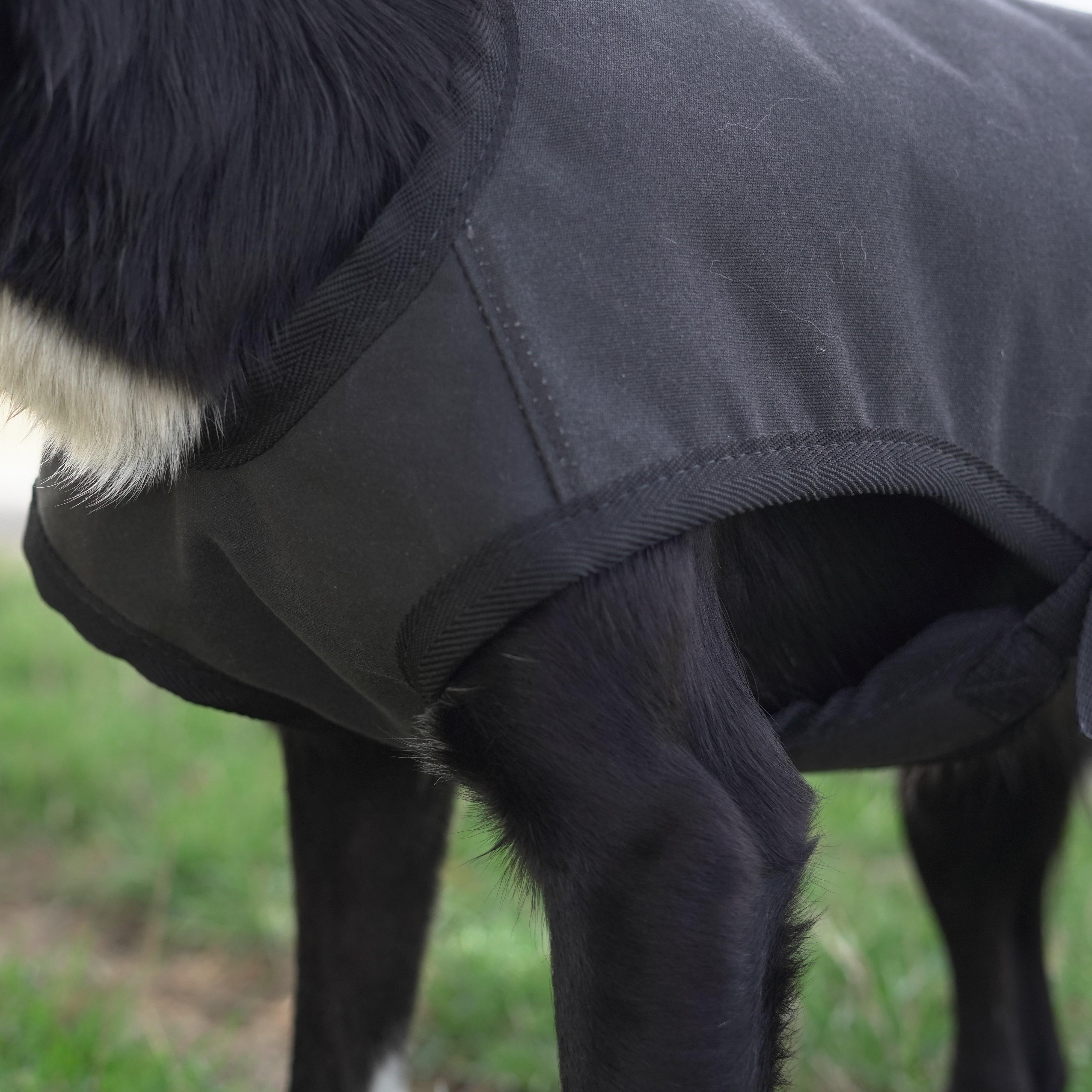 Venture Dog Coat