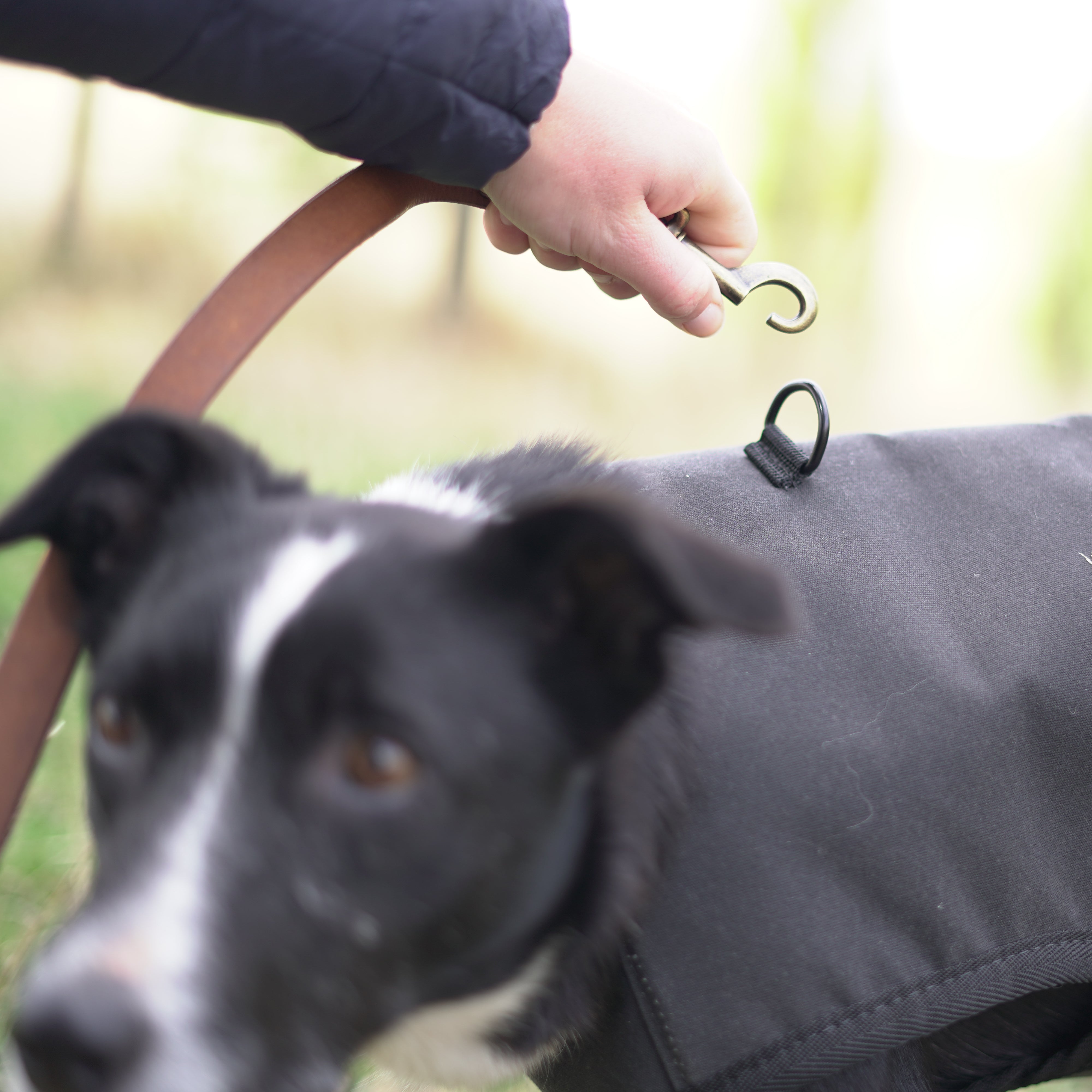 Venture Dog Coat