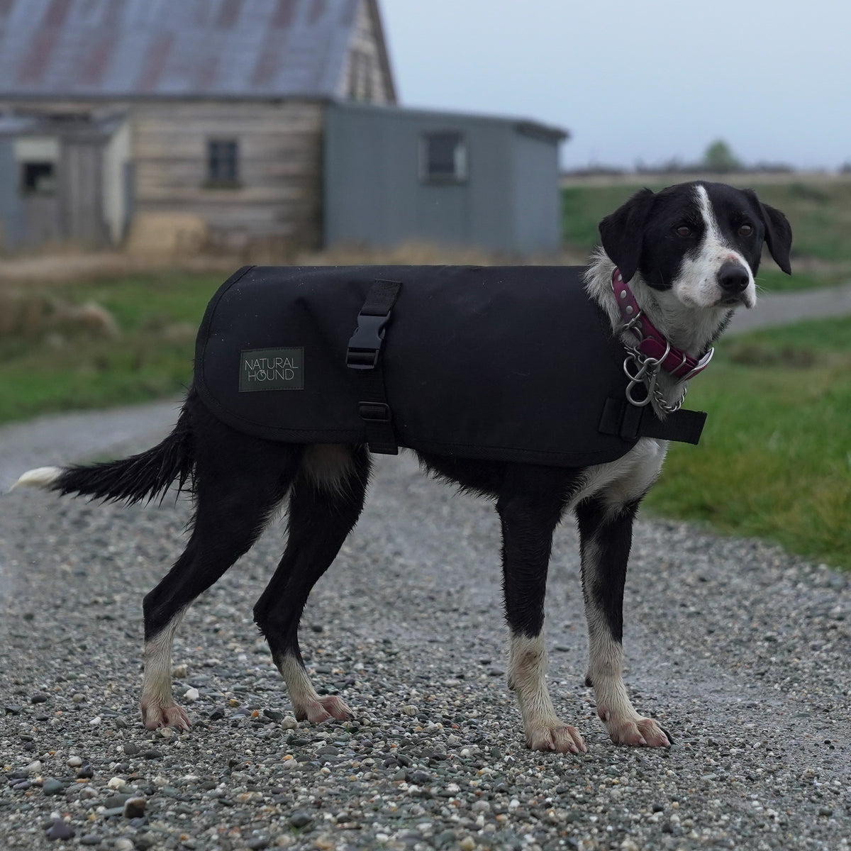 Dog Coat